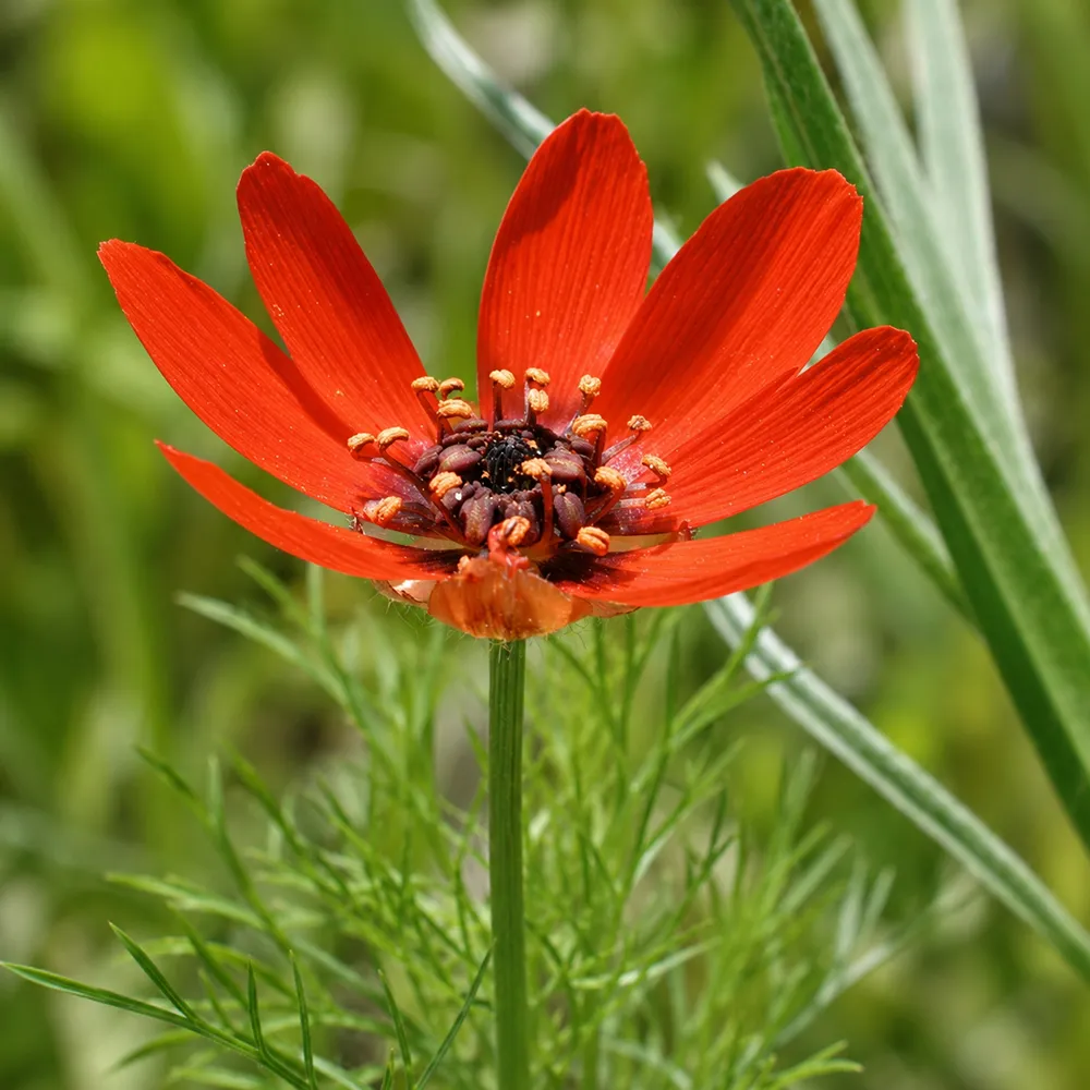 Adonis feuerrot