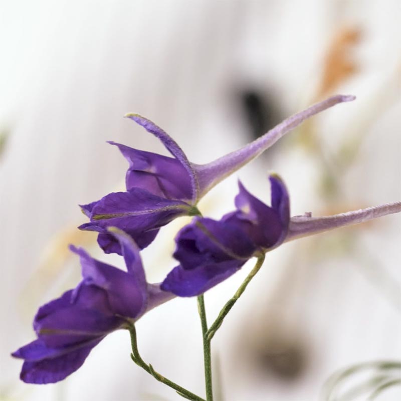 Acker-Rittersporn