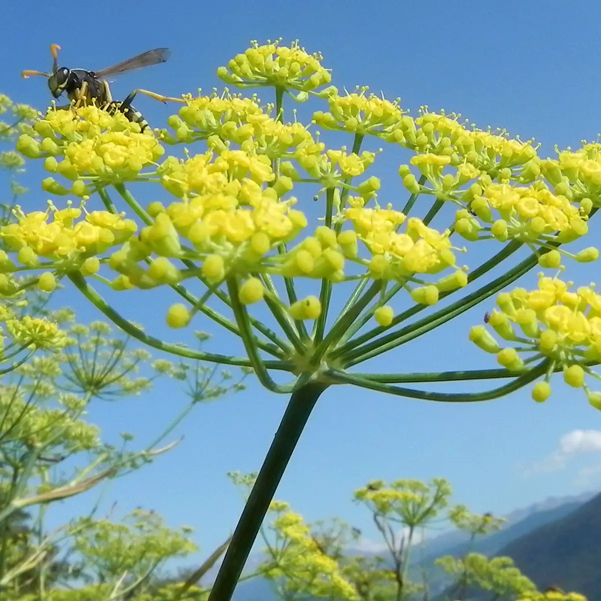 wilder Fenchel