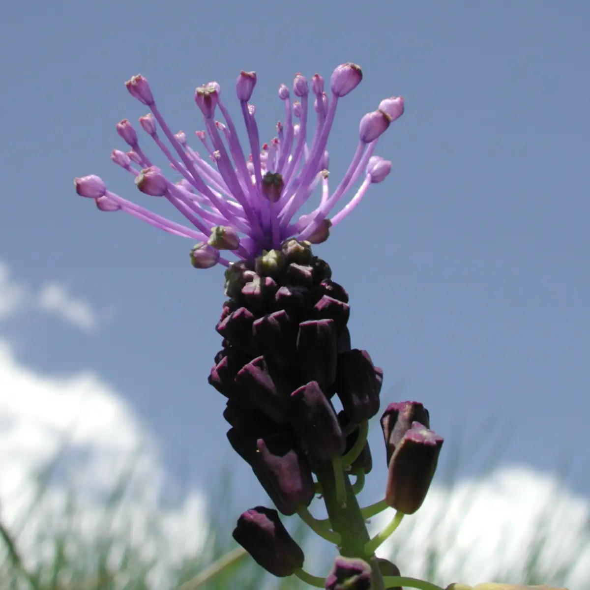Schopfhyacinthe