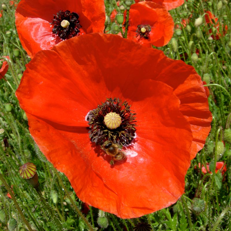 Klatschmohn