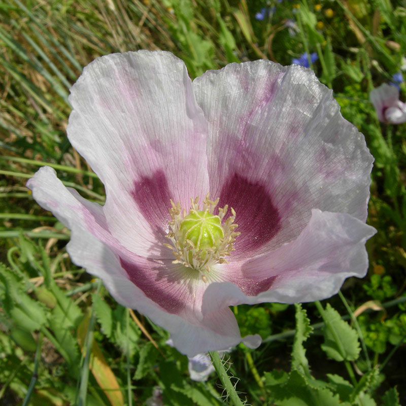 Graumohn aus Österreich