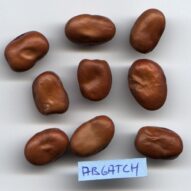 Saatgut Hülsenfrüchte