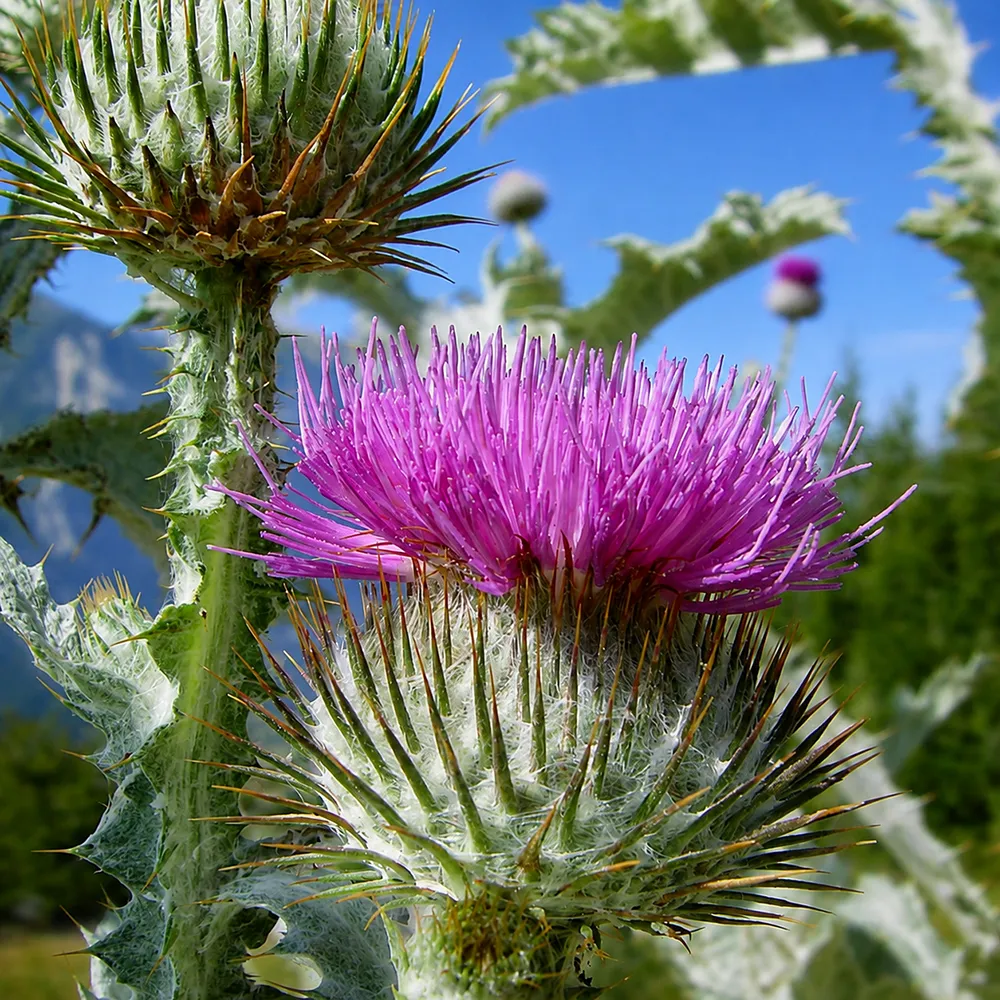 Eselsdistel