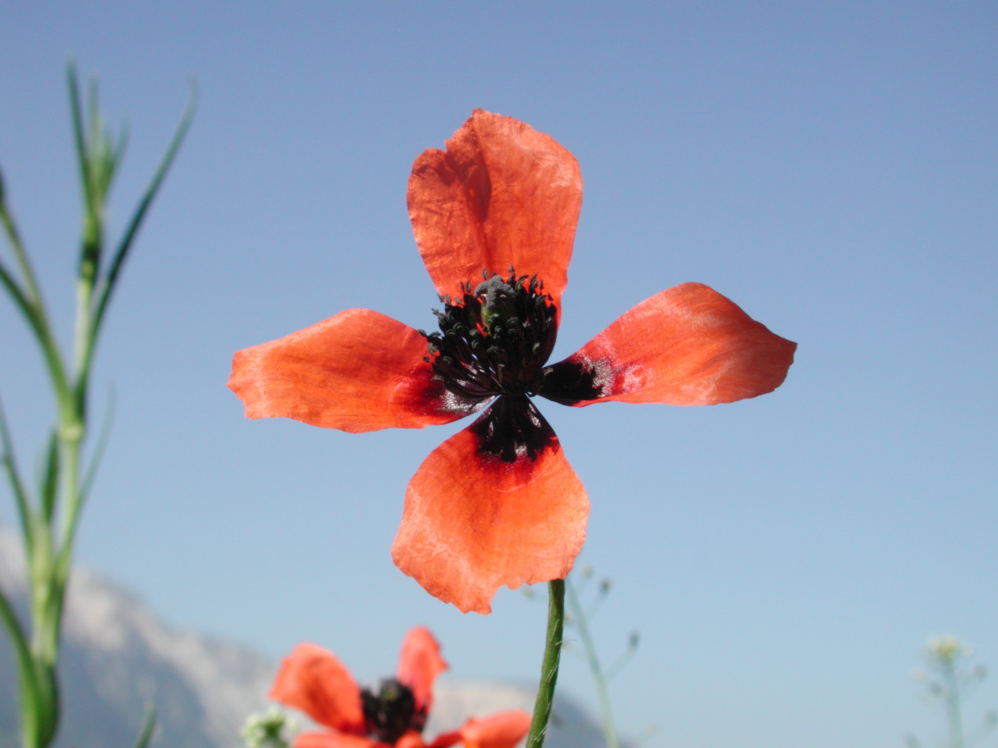 Sandmohn