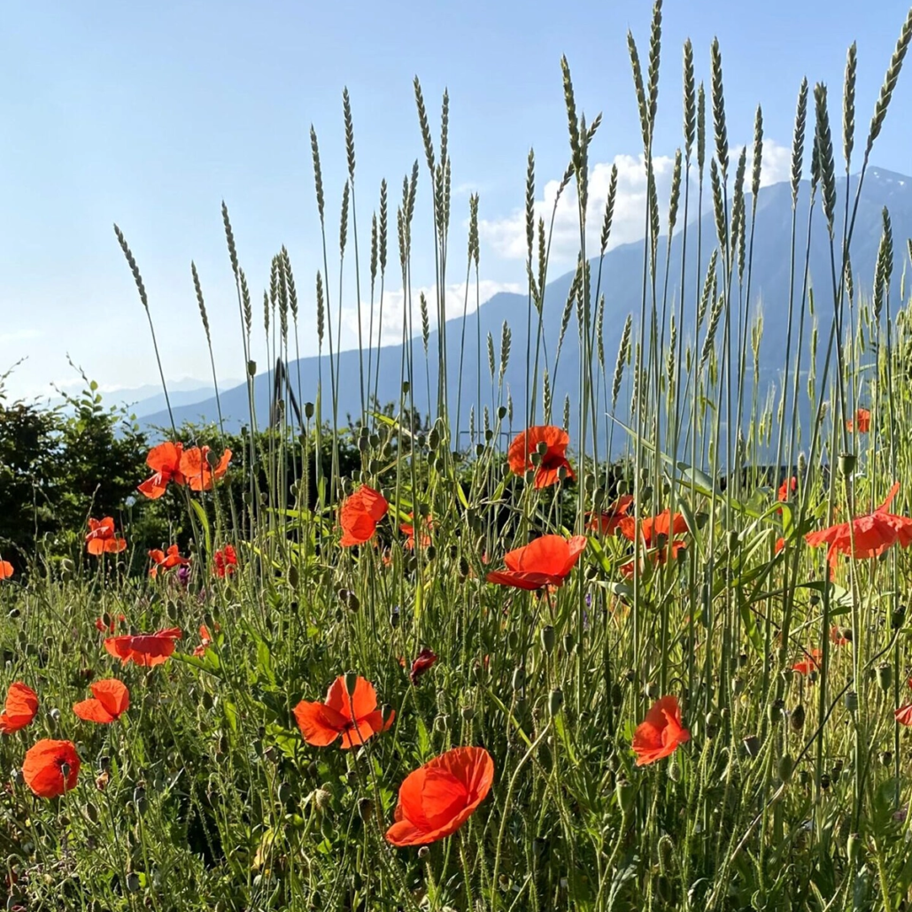 Ackerbegleitflora
